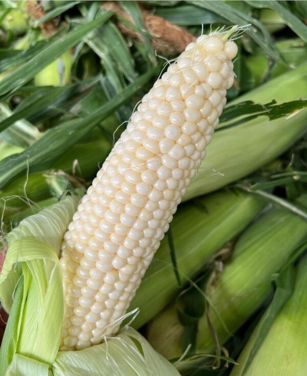 White Corn - Image 2
