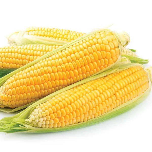 Yellow Corn - Image 2